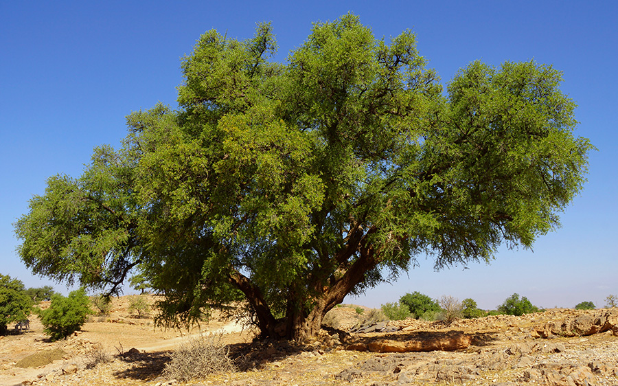 Argan Tree